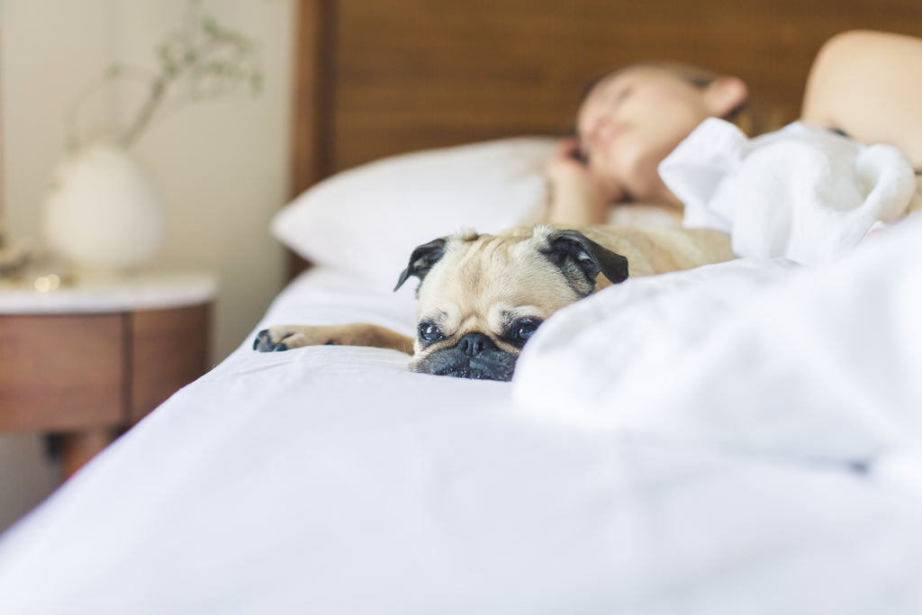 Pug comfortable one the bed